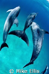 Tails, I Win!........
Stenella frontailis / Atlantic spo... by Mike Ellis 